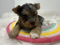 Blue Merle , a male Yorkshire Terrier for sale in Tarpon Springs, FL – Photo 6 of 8