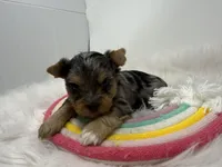 Blue Merle , a male Yorkshire Terrier for sale in Tarpon Springs, FL – Photo 2 of 8