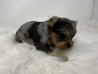 Blue Merle , a male Yorkshire Terrier for sale in Tarpon Springs, FL – Photo 3 of 8