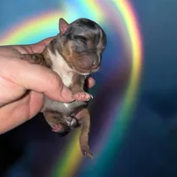 Blue, a male Yorkshire Terrier for sale in Tarpon Springs, FL – Photo 1 of 2