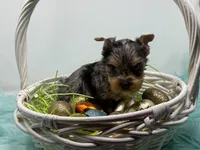 Blue Merle is READY , a male Yorkshire Terrier for sale in Tarpon Springs, FL – Photo 1 of 5