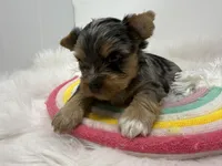 Blue Merle , a male Yorkshire Terrier for sale in Tarpon Springs, FL – Photo 7 of 8