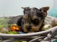 Blue Merle is READY , a male Yorkshire Terrier for sale in Tarpon Springs, FL – Photo 3 of 5