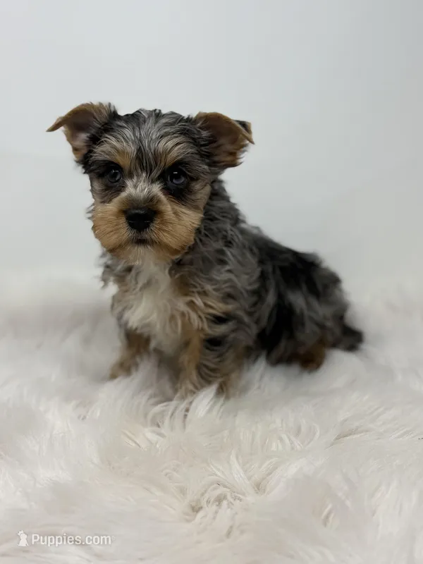 Blue Merle is READY  – Yorkshire Terrier puppy for sale in Tarpon Springs, FL