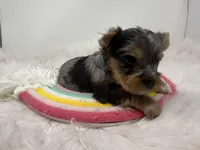 Blue Merle , a male Yorkshire Terrier for sale in Tarpon Springs, FL – Photo 5 of 8