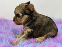 Sable merle, a male Yorkshire Terrier for sale in Tarpon Springs, FL – 6 of 10