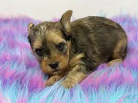 Sable merle, a male Yorkshire Terrier for sale in Tarpon Springs, FL – 4 of 10