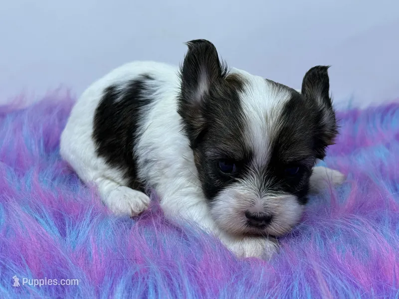 Raccoon  – Yorkshire Terrier puppy for sale in Tarpon Springs, FL
