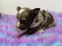 Lavender merle, a male Yorkshire Terrier for sale in Tarpon Springs, FL – 3 of 10