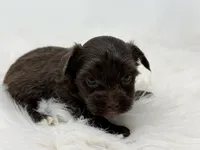 Bella, a female Yorkshire Terrier for sale in Tarpon Springs, FL – 4 of 9