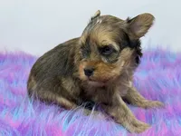 Sable merle, a male Yorkshire Terrier for sale in Tarpon Springs, FL – 9 of 10