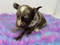 Lavender merle, a male Yorkshire Terrier for sale in Tarpon Springs, FL – 7 of 10