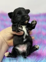 Onyx, a female Yorkshire Terrier for sale in Tarpon Springs, FL – 6 of 7