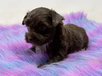 Bella, a female Yorkshire Terrier for sale in Tarpon Springs, FL – 7 of 9