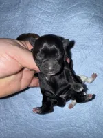 Onyx, a female Yorkshire Terrier for sale in Tarpon Springs, FL – Photo 1 of 2