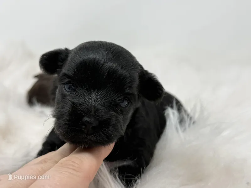 Onyx – Yorkshire Terrier puppy for sale in Tarpon Springs, FL