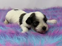 Sable parti, a male Yorkshire Terrier for sale in Tarpon Springs, FL – 4 of 4