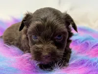 Bella, a female Yorkshire Terrier for sale in Tarpon Springs, FL – 6 of 9