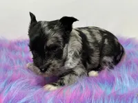 Moana, a female Yorkshire Terrier for sale in Tarpon Springs, FL – 9 of 10