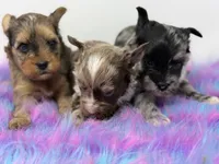 Moana, a female Yorkshire Terrier for sale in Tarpon Springs, FL – 8 of 10