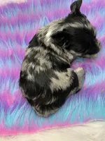 Moana, a female Yorkshire Terrier for sale in Tarpon Springs, FL – 2 of 10