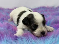 Sable parti, a male Yorkshire Terrier for sale in Tarpon Springs, FL – 2 of 4