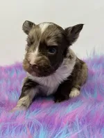 Lavender merle, a male Yorkshire Terrier for sale in Tarpon Springs, FL – 4 of 10