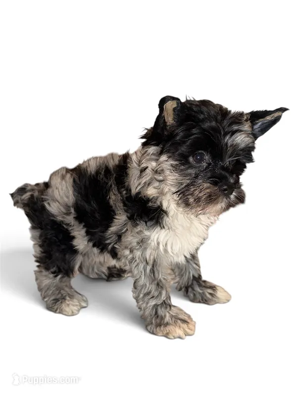 Moana – Yorkshire Terrier puppy for sale in Tarpon Springs, FL