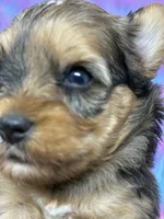 Sable merle, a male Yorkshire Terrier for sale in Tarpon Springs, FL – 5 of 10