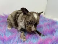 Lavender merle, a male Yorkshire Terrier for sale in Tarpon Springs, FL – 8 of 10