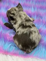 Lavender merle, a male Yorkshire Terrier for sale in Tarpon Springs, FL – 2 of 10