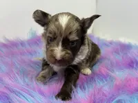 Lavender merle, a male Yorkshire Terrier for sale in Tarpon Springs, FL – 6 of 10