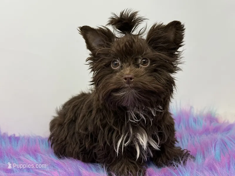 Kisses – Yorkshire Terrier puppy for sale in Tarpon Springs, FL