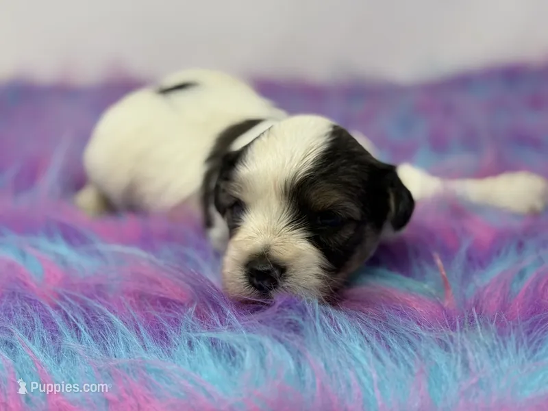 Sable parti – Yorkshire Terrier puppy for sale in Tarpon Springs, FL