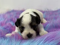 Sable parti, a male Yorkshire Terrier for sale in Tarpon Springs, FL – 3 of 4