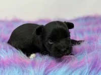 Onyx, a female Yorkshire Terrier for sale in Tarpon Springs, FL – 1 of 7