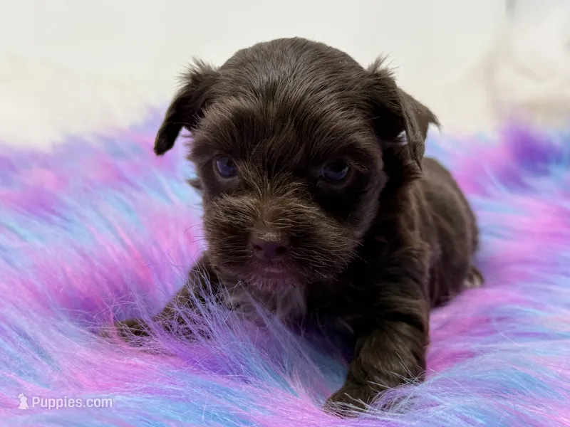 Bella – Yorkshire Terrier puppy for sale in Tarpon Springs, FL