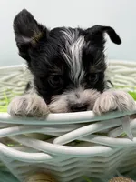 Oreo, a male Yorkshire Terrier for sale in Tarpon Springs, FL – Photo 3 of 5