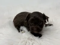 Bella, a female Yorkshire Terrier for sale in Tarpon Springs, FL – 9 of 9