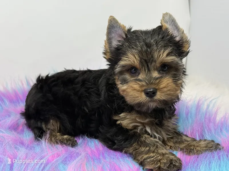 AKC boy  – Yorkshire Terrier puppy for sale in Tarpon Springs, FL
