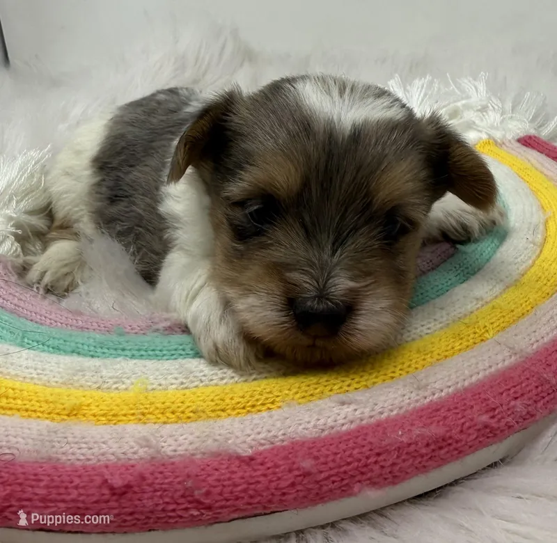 Blueberry  – Yorkshire Terrier puppy for sale in Tarpon Springs, FL