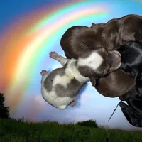 Blueberry , a male Yorkshire Terrier for sale in Tarpon Springs, FL – Photo 2 of 2