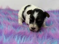 Parti girl, a female Yorkshire Terrier for sale in Tarpon Springs, FL – 2 of 5