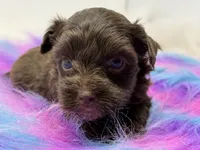 Bella, a female Yorkshire Terrier for sale in Tarpon Springs, FL – 5 of 9