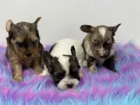 Raccoon , a female Yorkshire Terrier for sale in Tarpon Springs, FL – 2 of 7