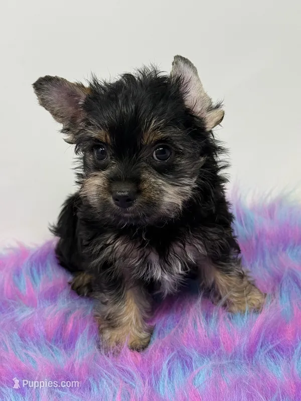AKC Girl  – Yorkshire Terrier puppy for sale in Tarpon Springs, FL