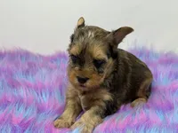 Sable merle, a male Yorkshire Terrier for sale in Tarpon Springs, FL – 2 of 10
