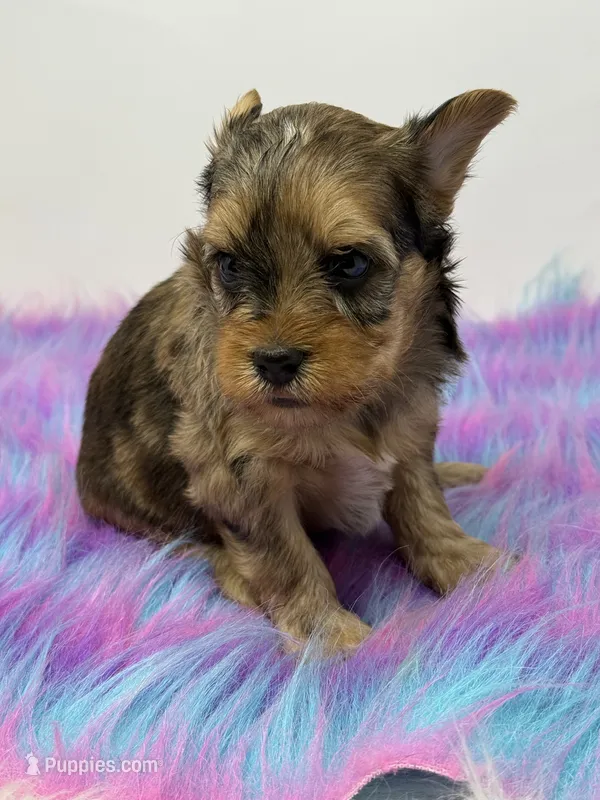 Sable merle – Yorkshire Terrier puppy for sale in Tarpon Springs, FL