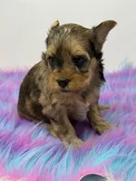 Sable merle, a male Yorkshire Terrier for sale in Tarpon Springs, FL – 1 of 10