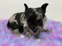 Moana, a female Yorkshire Terrier for sale in Tarpon Springs, FL – 10 of 10